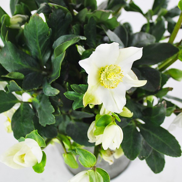 Regine del Natale | Ardisia + Helleborus con vaso incluso