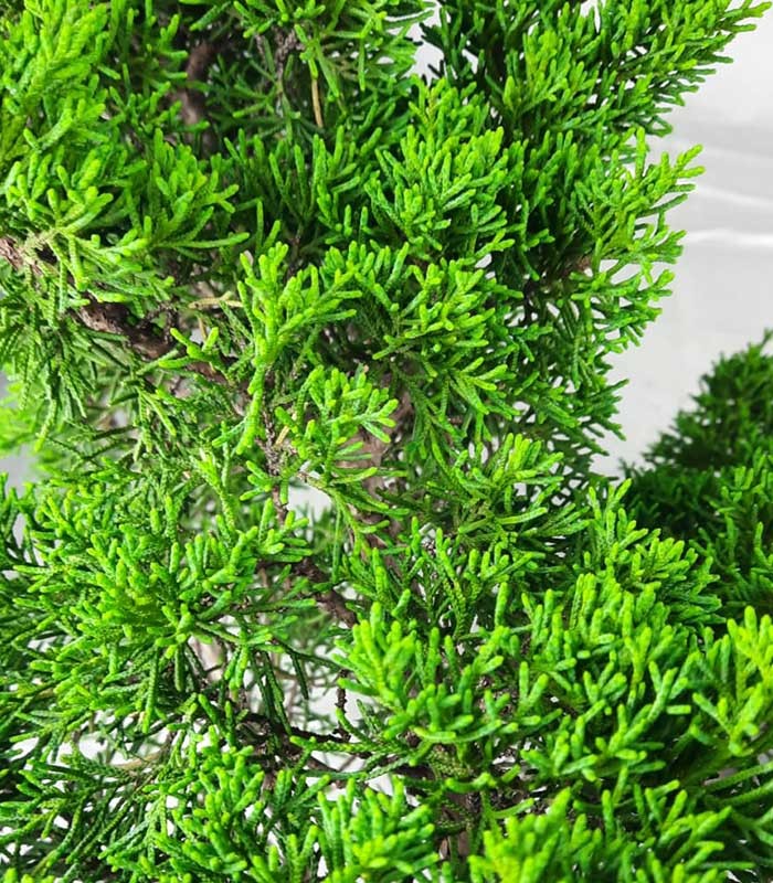 Ginepro Chinensis Bonsai giapponese | H 45 cm 