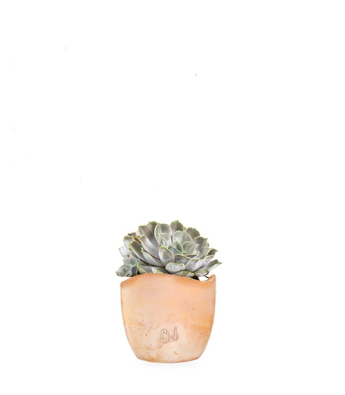 Echeveria