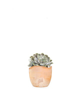 Echeveria