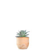 Echeveria subrigida