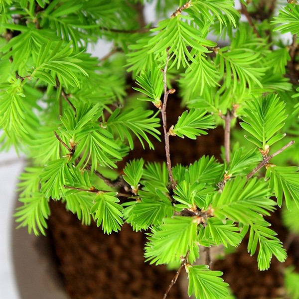 Metasequoia Boschetto M