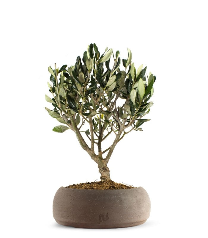Olivo