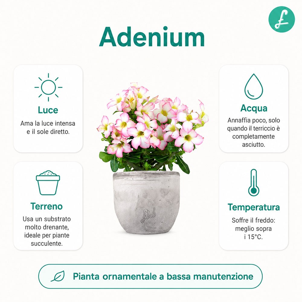 Rosa del deserto rosa | Adenium