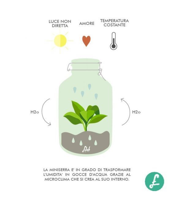 Biophytum in vetro