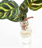 Calathea idroponica con supporto in legno