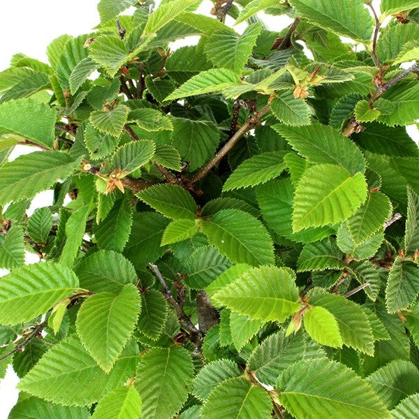 Carpino