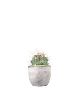 Ferocactus glaucescens