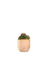 Ferocactus Latispinus