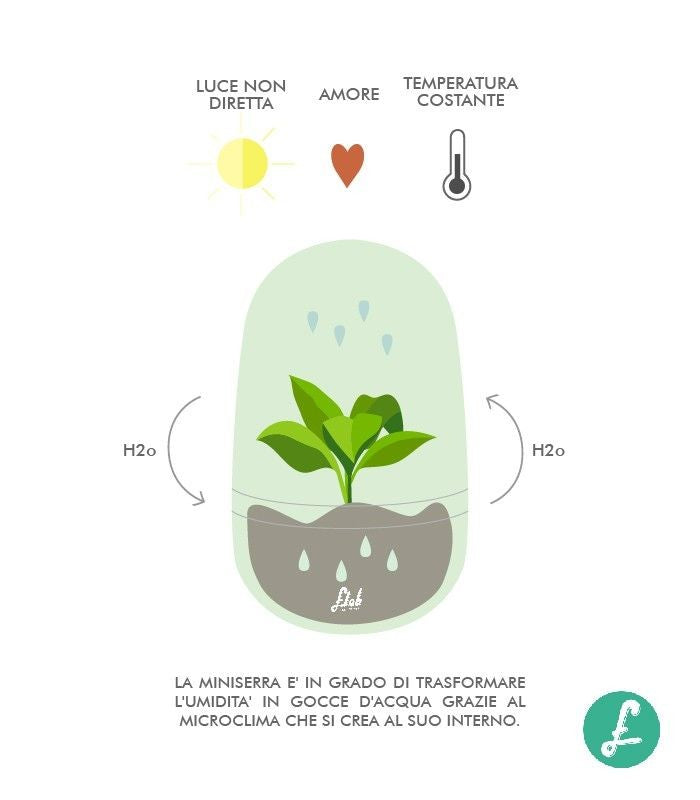 Ficus ginseng uovo in vetro