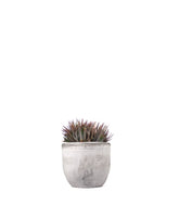 Haworthia fasciata