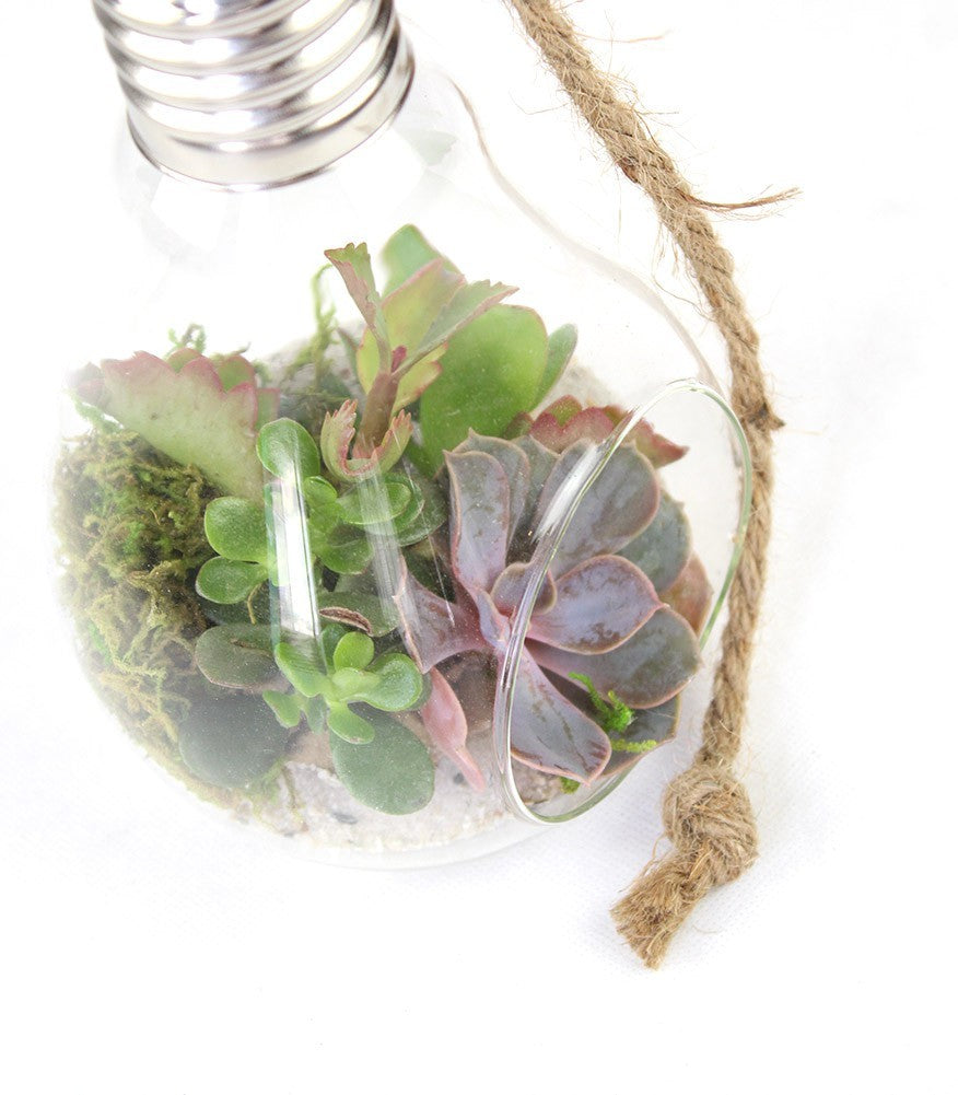 Lampadina  Succulente