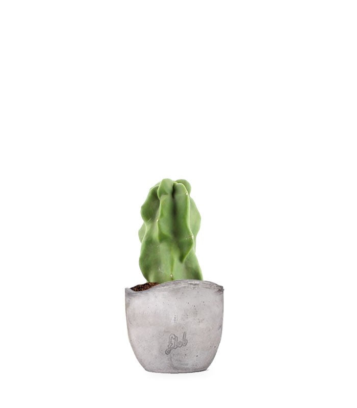 Lophocereus Schotti