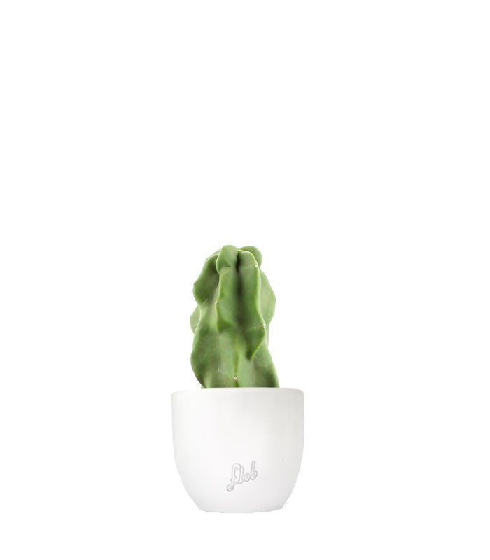 Lophocereus Schotti