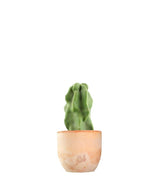 Lophocereus Schotti