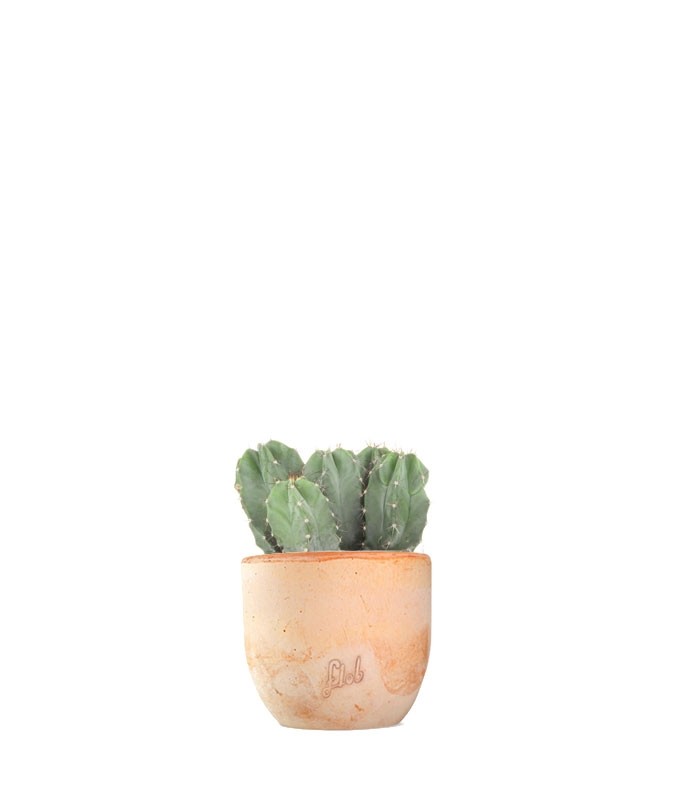 Notocactus