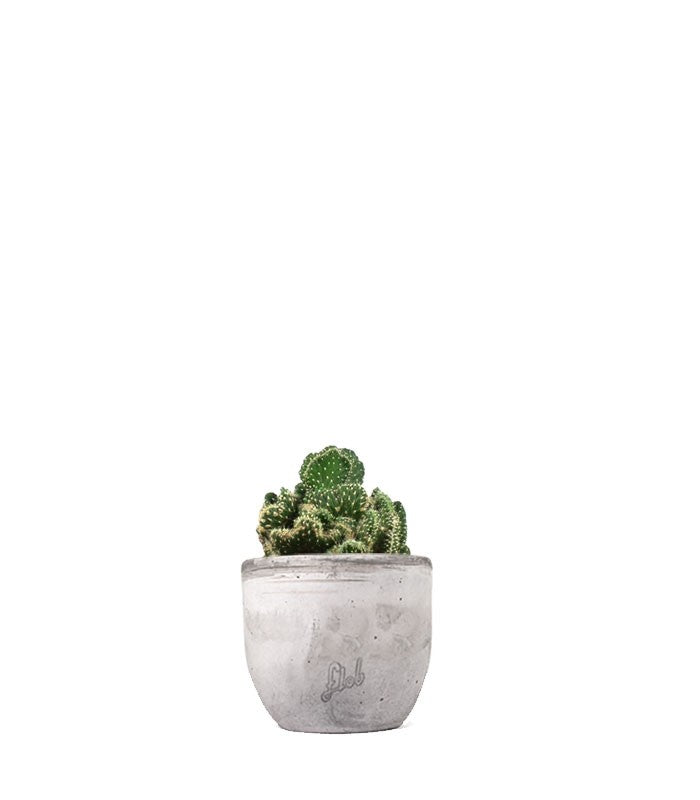 Opuntia cilindrica crestata