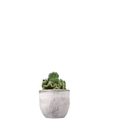 Opuntia cilindrica crestata