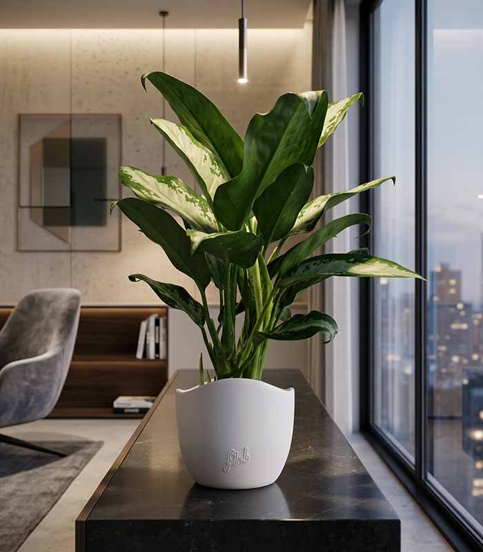Aglaonema Juliette – Altezza 34 cm