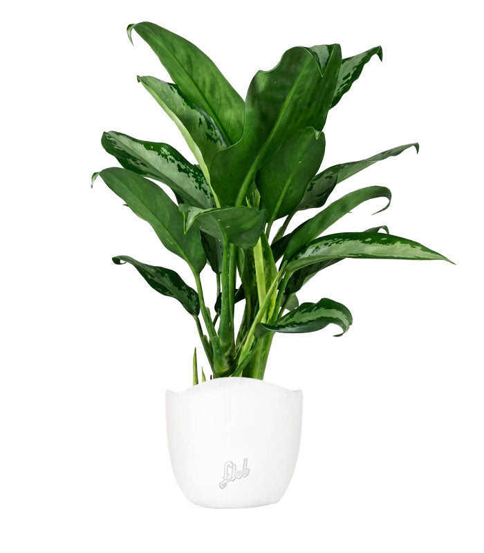 Aglaonema Juliette – Altezza 34 cm
