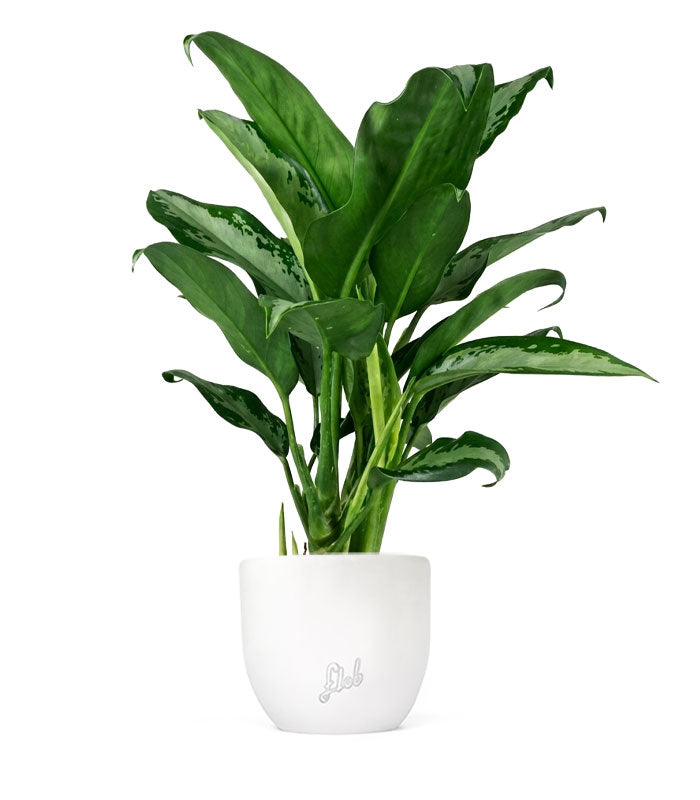 Aglaonema Juliette – Altezza 34 cm