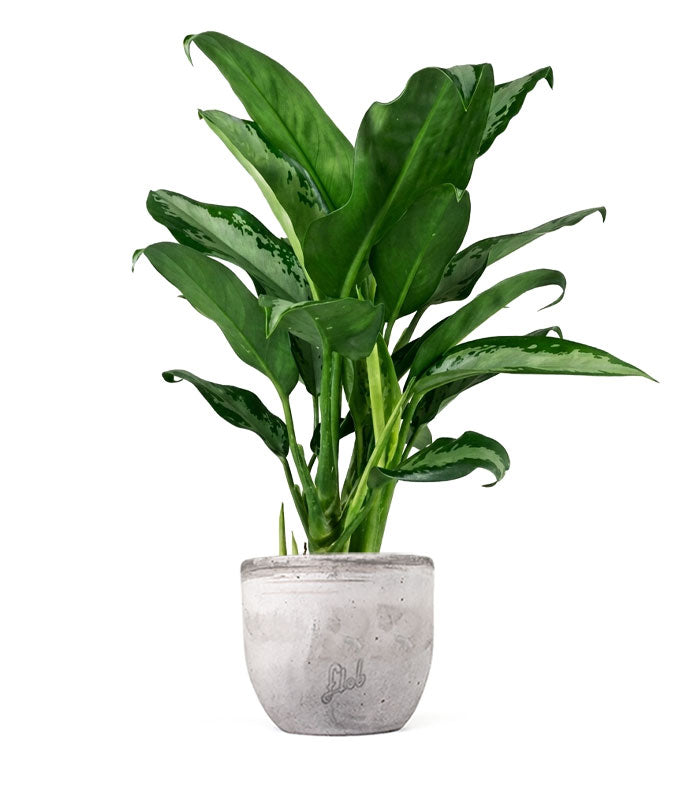 Aglaonema Juliette – Altezza 34 cm