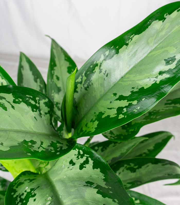 Aglaonema Juliette – Altezza 34 cm