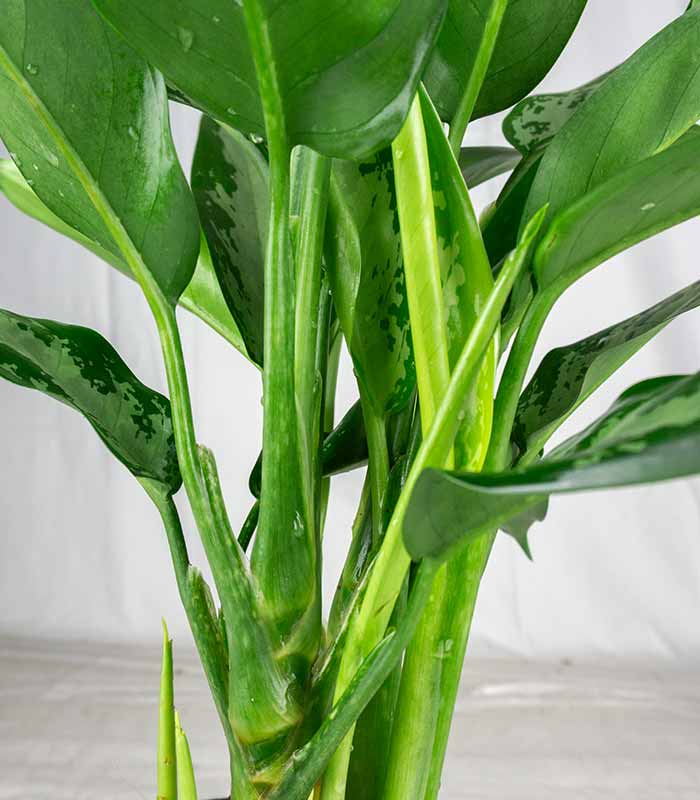 Aglaonema Juliette – Altezza 34 cm