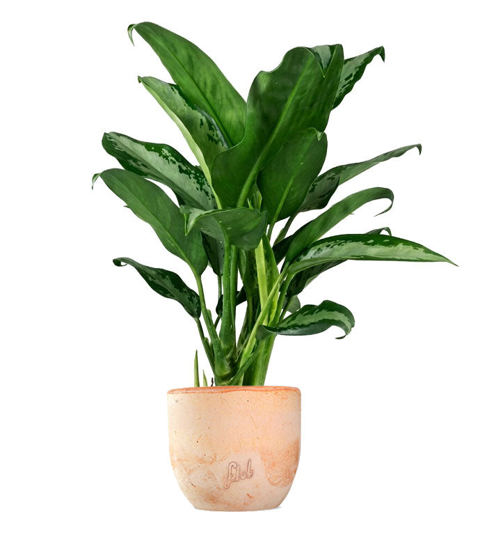 Aglaonema Juliette – Altezza 34 cm