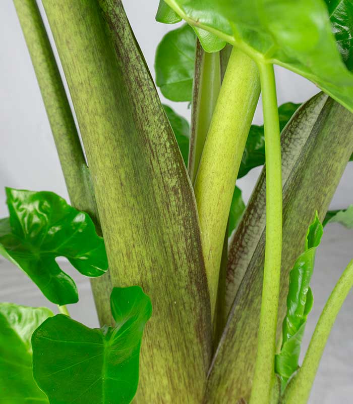 Alocasia Low Rider | Vaso 17 cm, altezza 65 cm