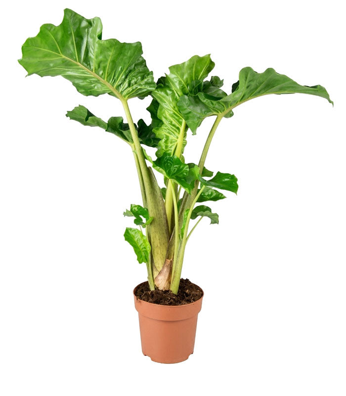 Alocasia Low Rider | Vaso 17 cm, altezza 65 cm