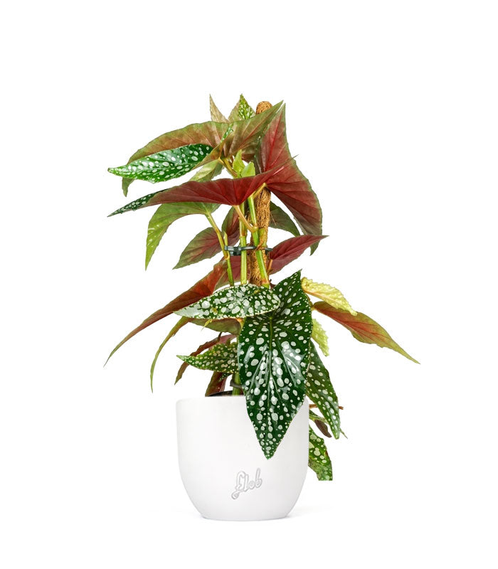 Begonia Maculata su Palo – Altezza 45 cm