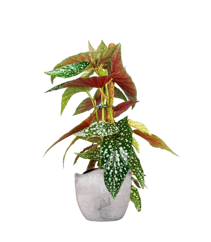 Begonia Maculata su Palo – Altezza 45 cm