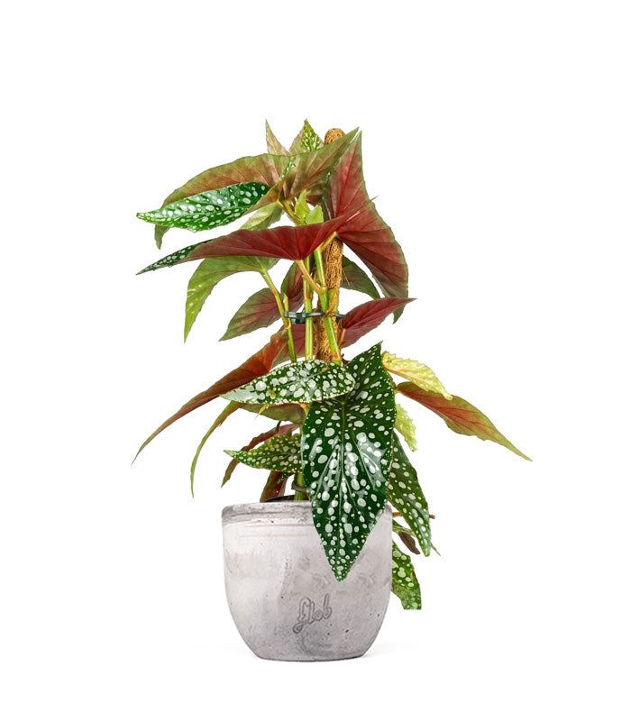 Begonia Maculata su Palo – Altezza 45 cm