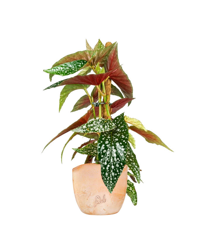 Begonia Maculata su Palo – Altezza 45 cm