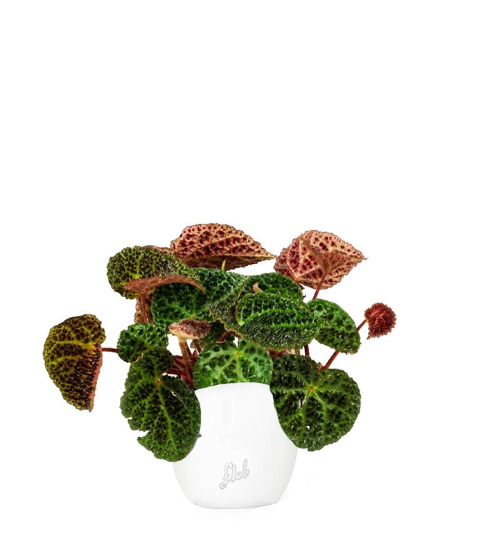 Begonia Rex Ferox