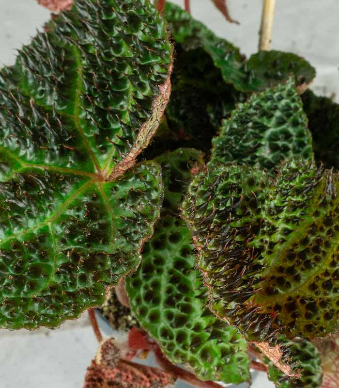 Begonia Rex Ferox