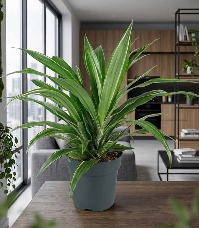 Dracena Fragrans Warneckii