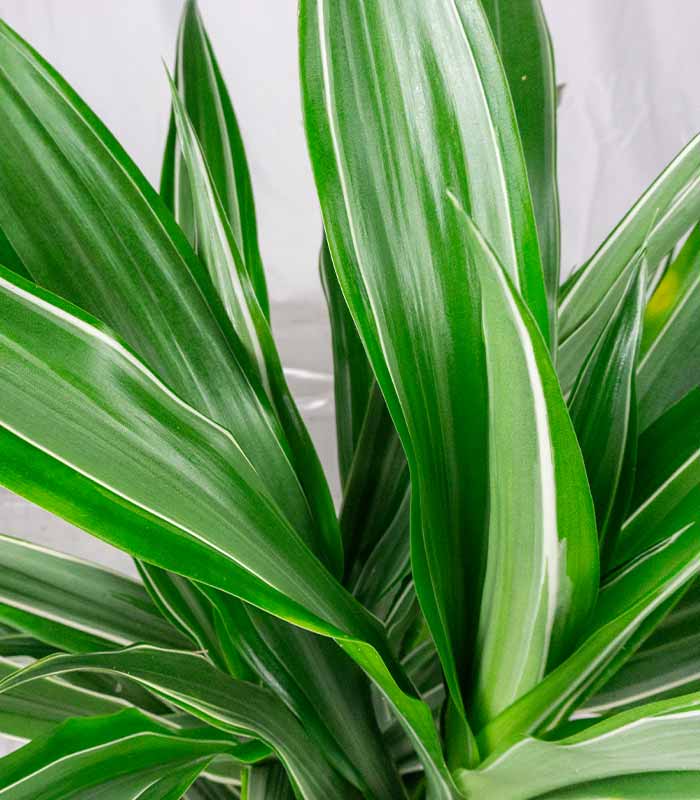 Dracena Fragrans Warneckii