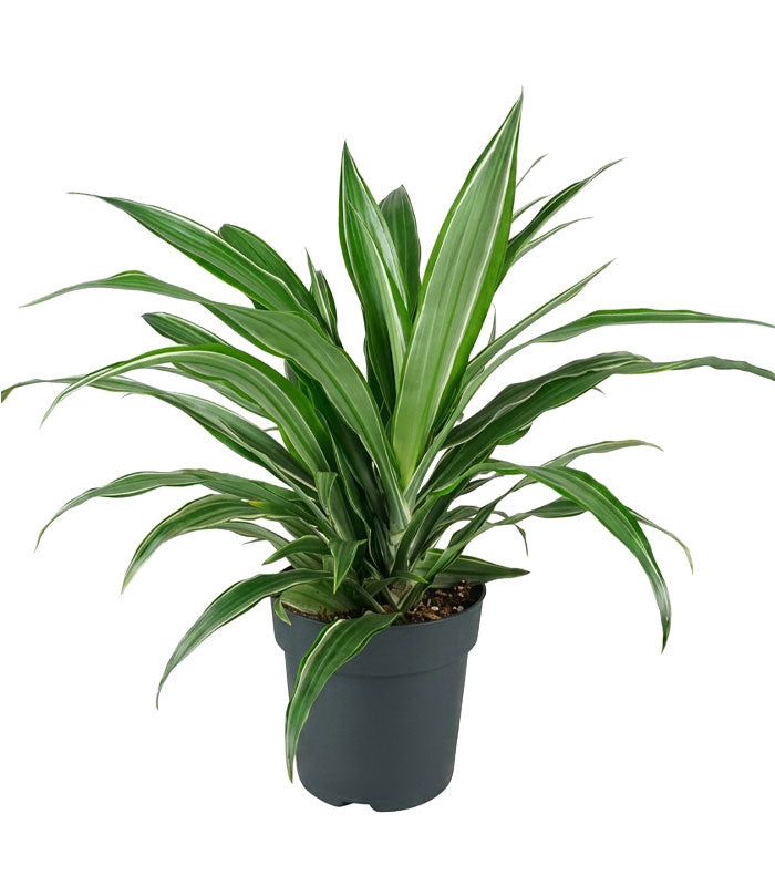 Dracena Fragrans Warneckii