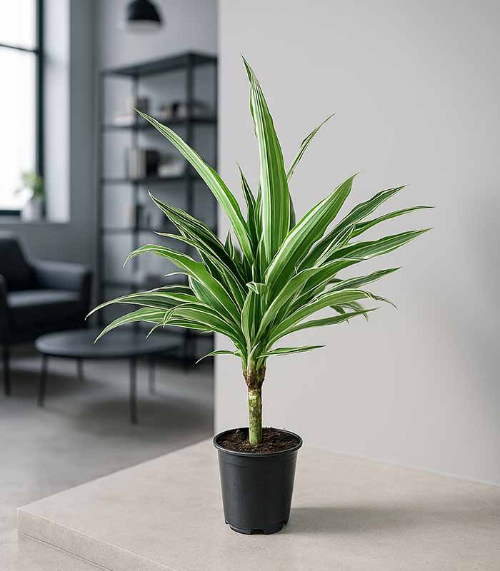 Dracena White Stripe – Altezza 50 cm