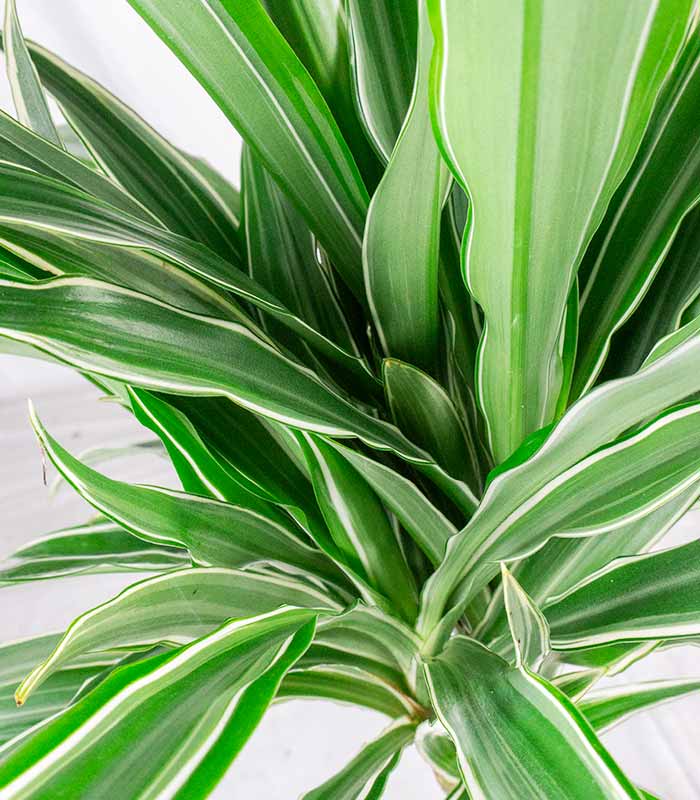 Dracena White Stripe – Altezza 50 cm