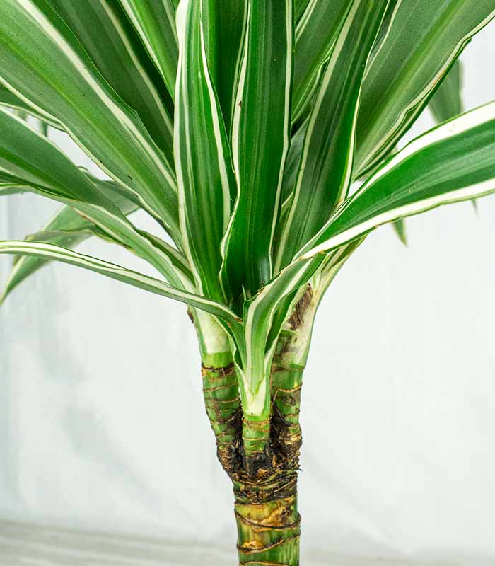Dracena White Stripe – Altezza 50 cm