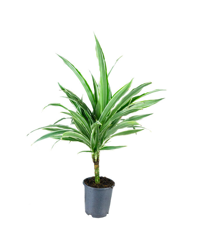Dracena White Stripe – Altezza 50 cm