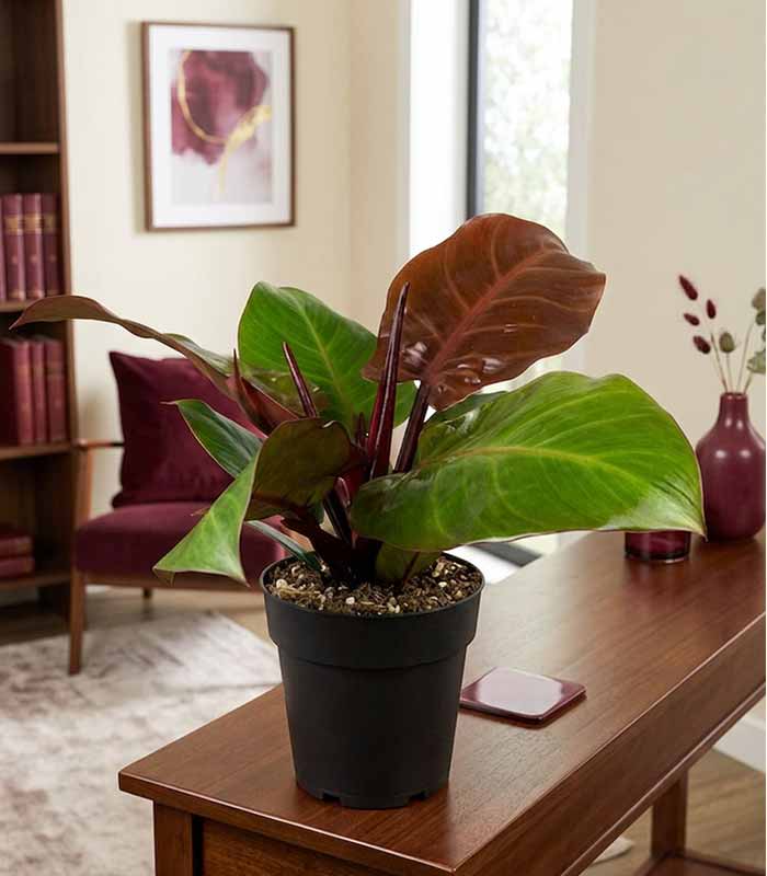 Filodendro Cherry Red
