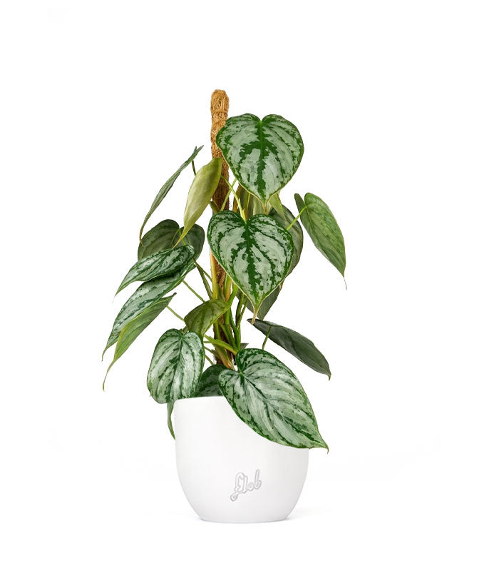 Scindapsus su Palo – Altezza 45 cm