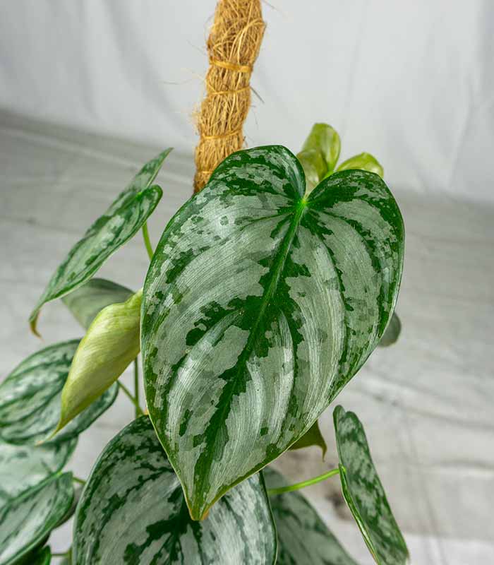 Scindapsus su Palo – Altezza 45 cm