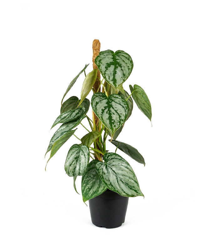 Scindapsus su Palo – Altezza 45 cm