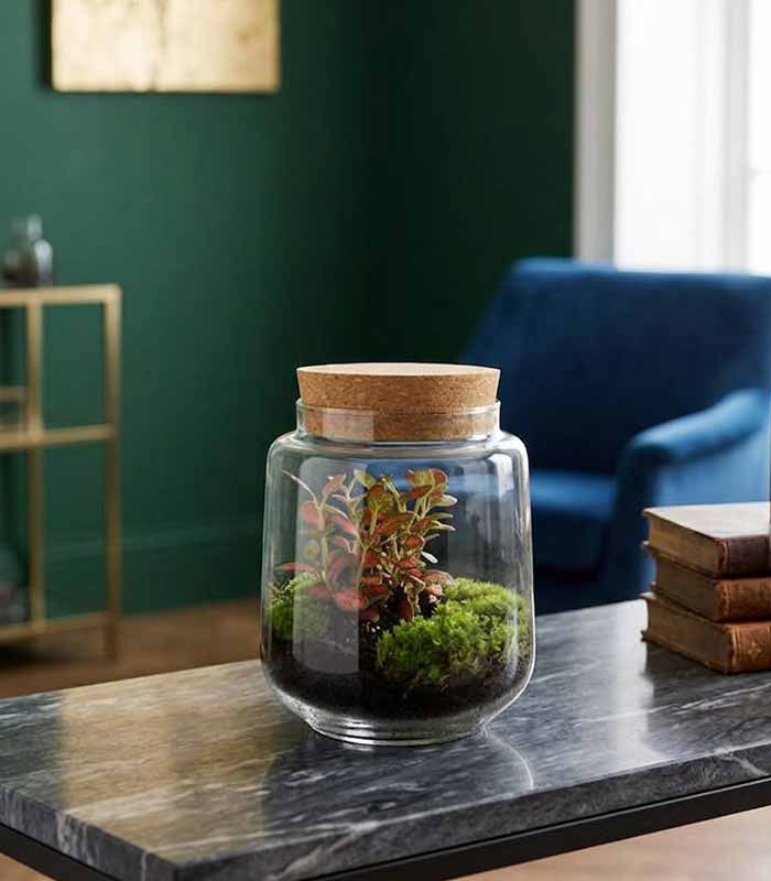 Terrario chiuso con Fittonia – Altezza 20 cm