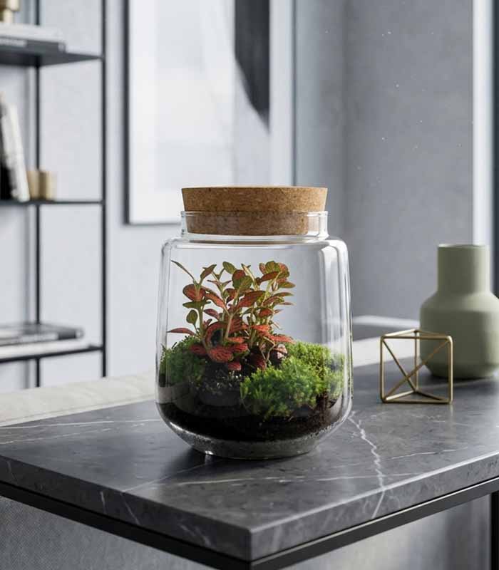Terrario chiuso con Fittonia – Altezza 20 cm